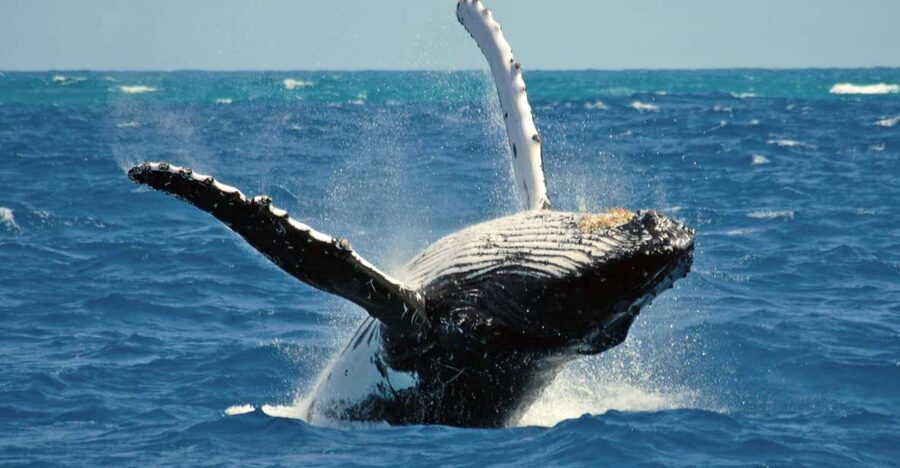 Terceira Island Whale Watching and Jeep Tour - Whale Watching in a Small Boat