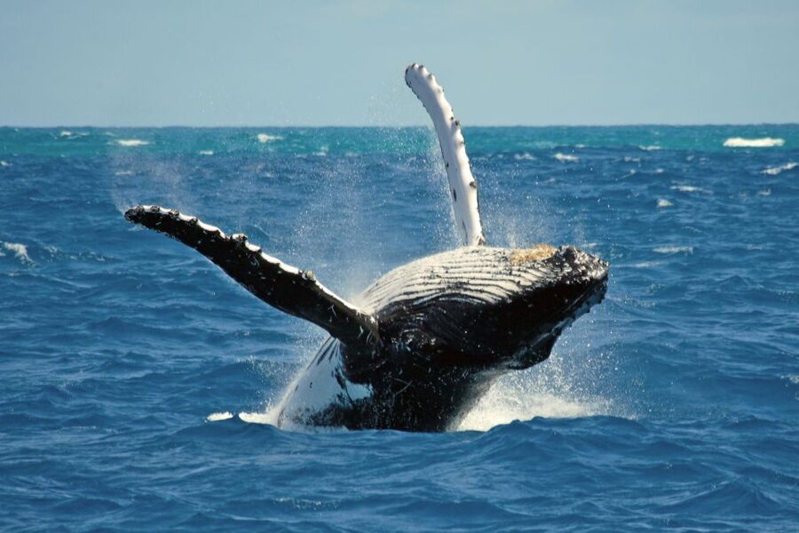 Terceira Island Whale Watching and Jeep Tour - What the $265 Price Buys You