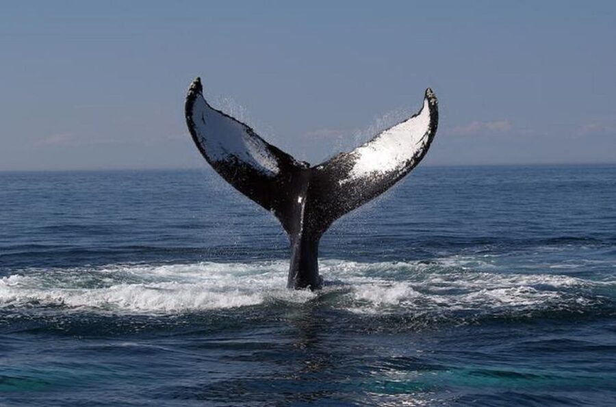 Terceira Island Whale Watching and Jeep Tour - Who Will Enjoy This Day Most