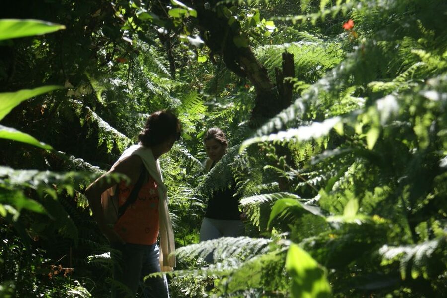 Terceira Island Whale Watching and Jeep Tour - The Jeep Ride Into Terceira’s Interior