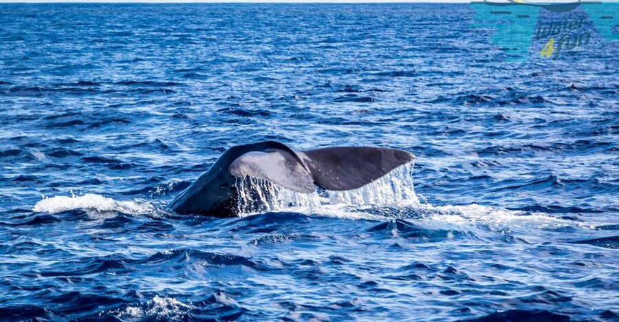 Terceira: Whale and Dolphin Watching in a Zodiac Boat - Leaving Angra for Terceira’s open water