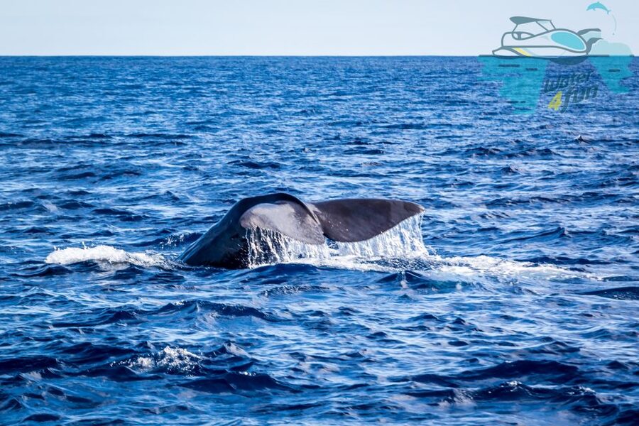 Terceira: Whale and Dolphin Watching in a Zodiac Boat - The coastline view before the wildlife appears