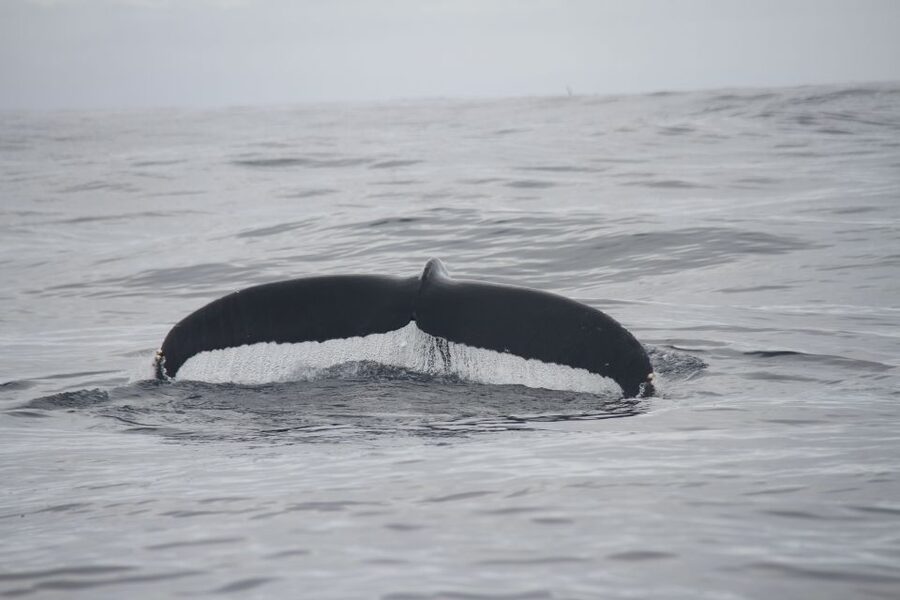 Terceira: Whale and Dolphin Watching in a Zodiac Boat - Watching dolphins from a low Zodiac