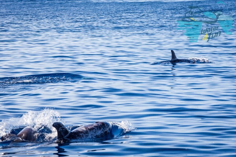 Terceira: Whale and Dolphin Watching in a Zodiac Boat - Searching for sperm whales and other large species