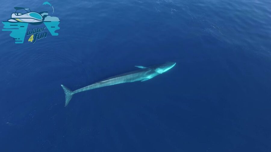 Terceira: Whale and Dolphin Watching in a Zodiac Boat - Is $82 a fair price?