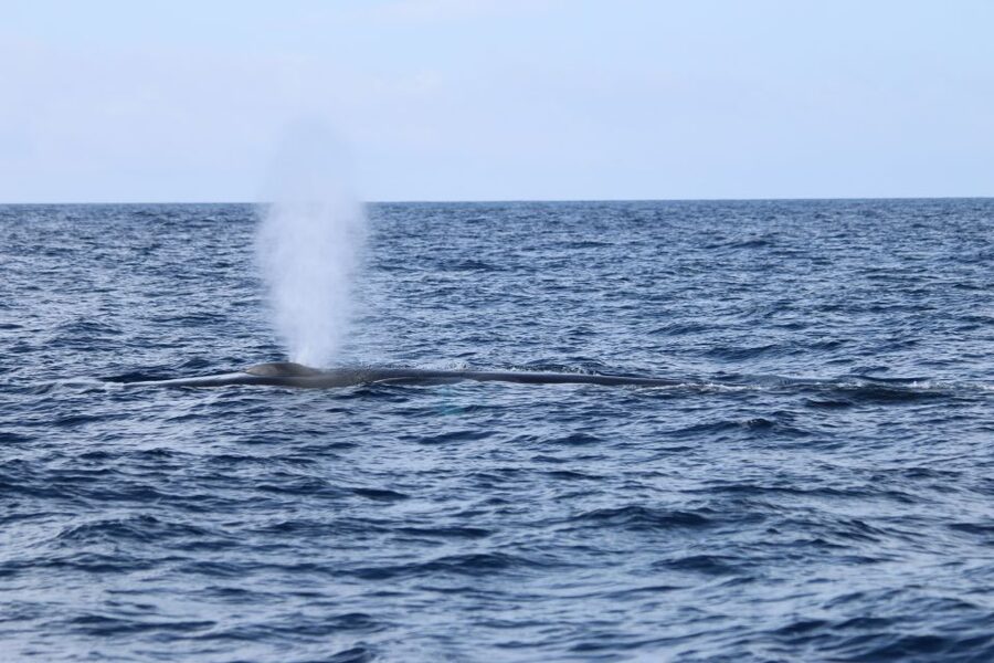 Terceira: Whale and Dolphin Watching in a Zodiac Boat - Who should book this Terceira excursion?