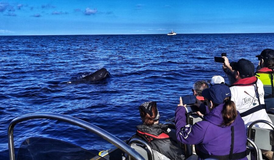 Terceira: Whale and Dolphin Watching in a Zodiac Boat - How the Monte Brasil lookout changes the search