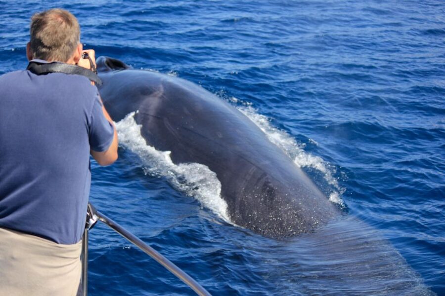 Terceira: Whale & Dolphin Watching | Best Wildlife Tour - Key points to know before booking