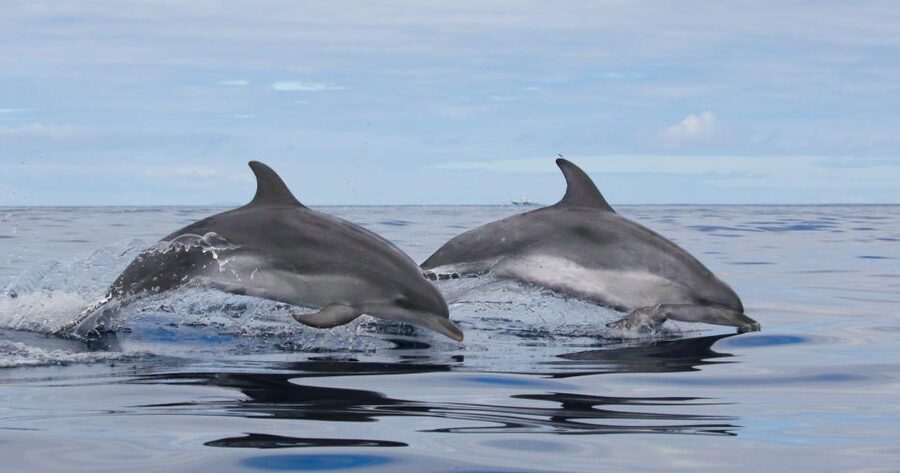 Terceira: Whale & Dolphin Watching | Best Wildlife Tour - Why Terceira is a strong place for whale watching