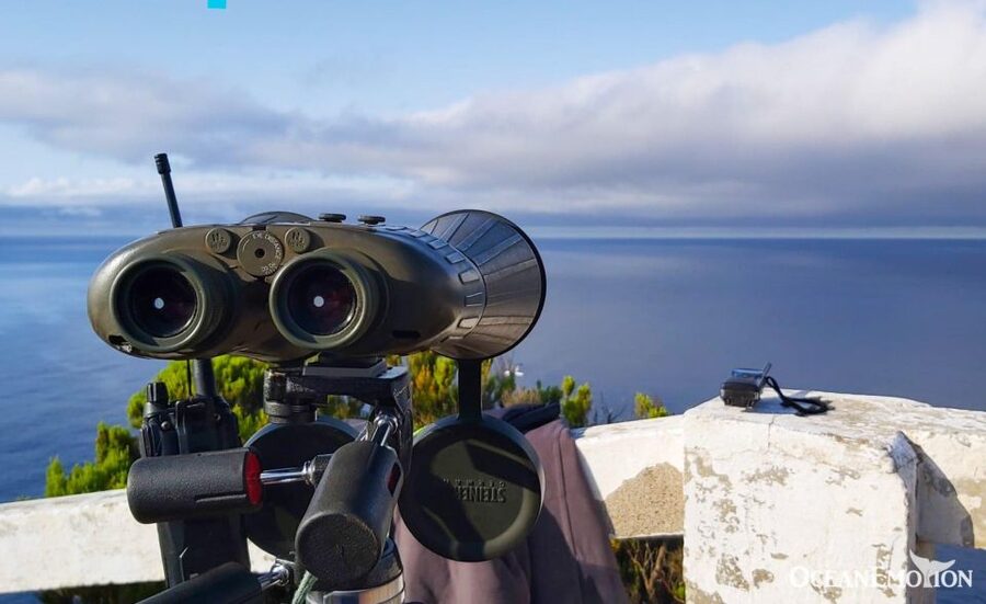 Terceira: Whale & Dolphin Watching | Best Wildlife Tour - What the 2.5-hour outing is likely to feel like