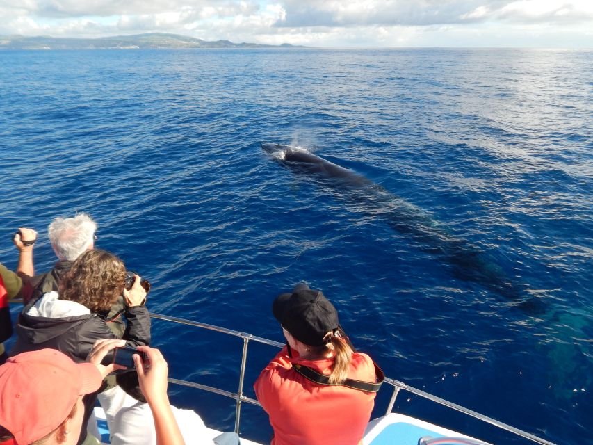 Terceira: Whale & Dolphin Watching | Best Wildlife Tour - The guides can make or break the experience
