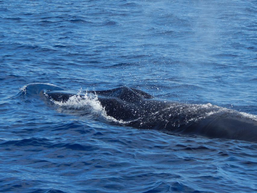 Terceira: Whale & Dolphin Watching | Best Wildlife Tour - What the $82 price includes