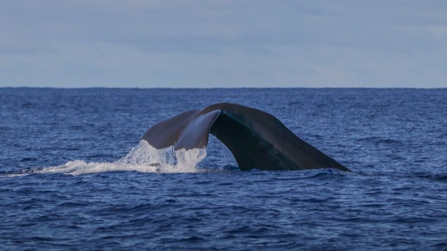 Terceira: Whale & Dolphin Watching | Best Wildlife Tour - How to improve your chances of enjoying it