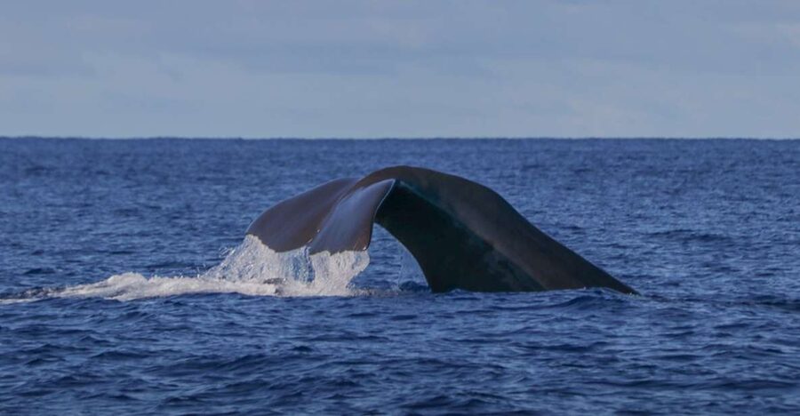 Terceira: Whale & Dolphin Watching | Best Wildlife Tour - How the lookout system changes the trip