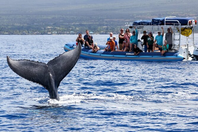 The Best 10 am 1.5 Hour Whale Watching Tour - Key points at a glance