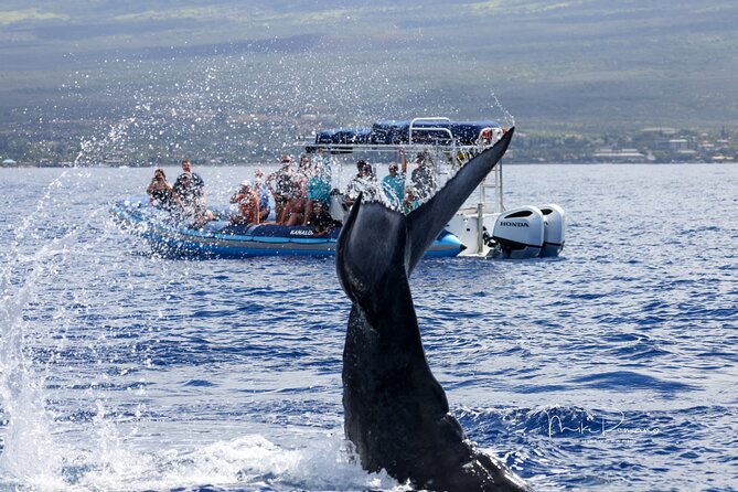 The Best 10 am 1.5 Hour Whale Watching Tour - What the 1.5-hour itinerary feels like