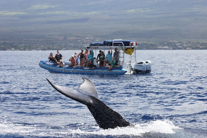 The Best 10 am 1.5 Hour Whale Watching Tour - Small groups, with one capacity detail to check
