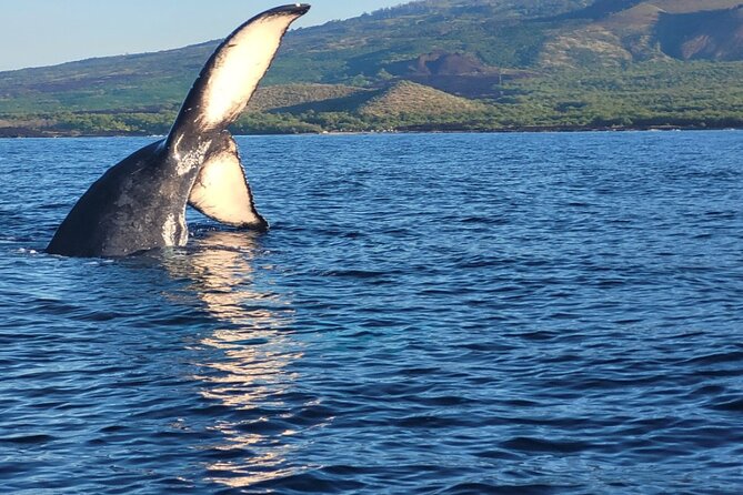 The Best 10 am 1.5 Hour Whale Watching Tour - Searching for humpbacks along Maui’s south shore