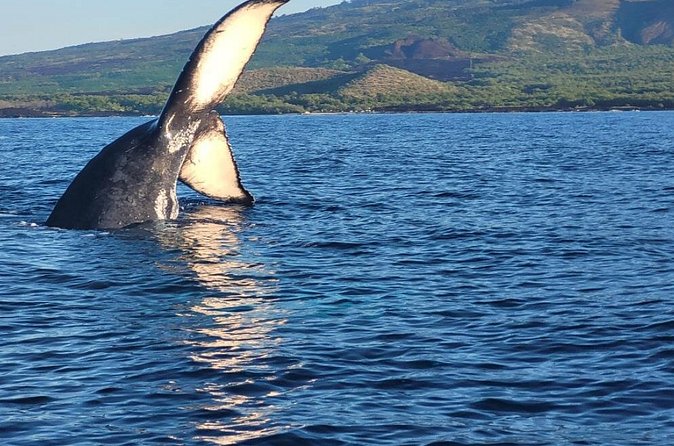The Best 12 pm 1.5 Hour Whale Watching Tour - A look at the likely 90-minute flow