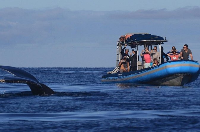 The Best 12 pm 1.5 Hour Whale Watching Tour - Who will enjoy this tour most