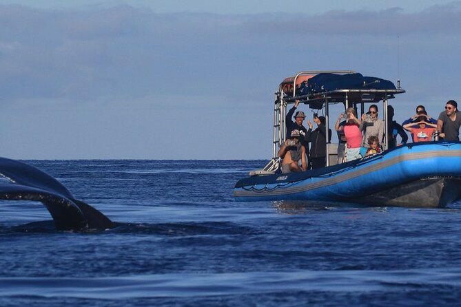 The Best 12 pm 1.5 Hour Whale Watching Tour - Searching the south Maui waters