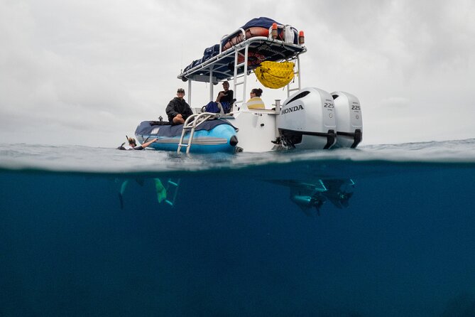 The Best 2.5 Hour Molokini Snorkel Tour & Whale Watch - Why this Maui tour works as a two-for-one outing
