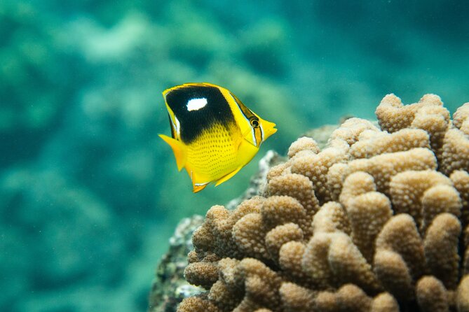 The Best 2.5 Hour Molokini Snorkel Tour & Whale Watch - The ride to Molokini is part of the whale watch