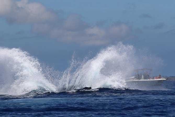 The Best 8 am 1.5 Hour Whale Watching Tour - Hearing humpback songs through the hydrophone
