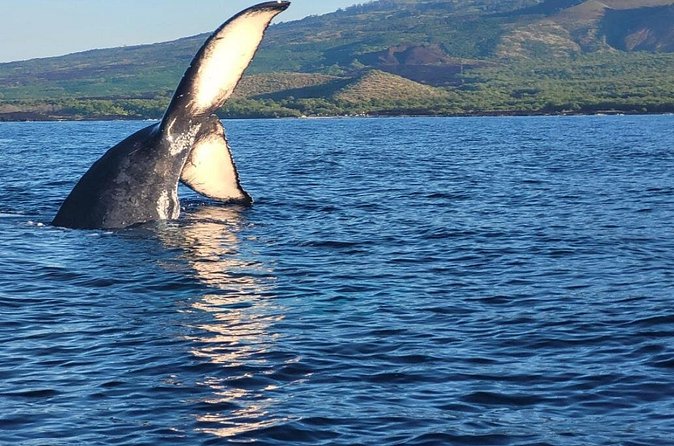 The Best 8 am 1.5 Hour Whale Watching Tour - What humpback mothers and calves add to the morning