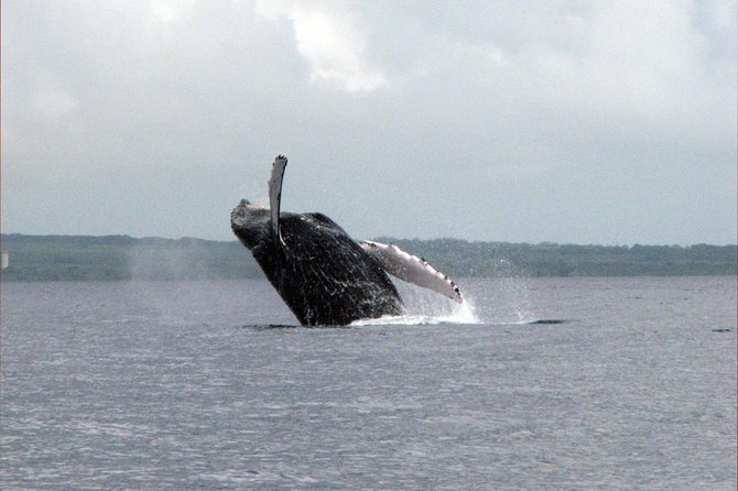 The Best 8 am 1.5 Hour Whale Watching Tour - A clear look at the $97.30 price