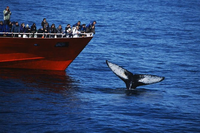 The Original Classic Whale Watching from Reykjavik - Leaving Ægisgarður for Faxaflói Bay