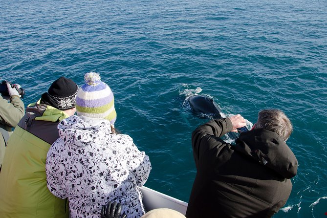 The Original Classic Whale Watching from Reykjavik - The first search for whales