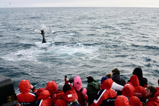 The Original Classic Whale Watching from Reykjavik - The Wildlife Exhibition adds context