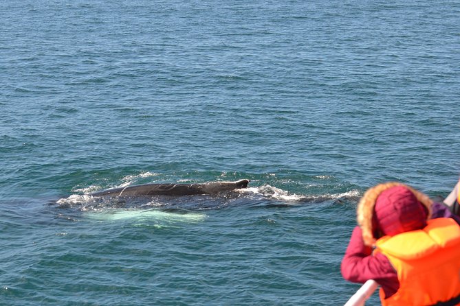 The Original Classic Whale Watching from Reykjavik - Is $105 a fair price?