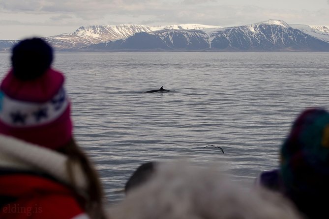 The Original Classic Whale Watching from Reykjavik - Choosing morning or afternoon