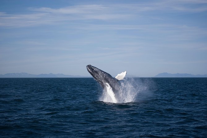 The Original Classic Whale Watching from Reykjavik - Who should book this cruise?