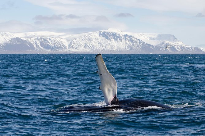 The Original Classic Whale Watching from Reykjavik - My call on the Elding whale tour