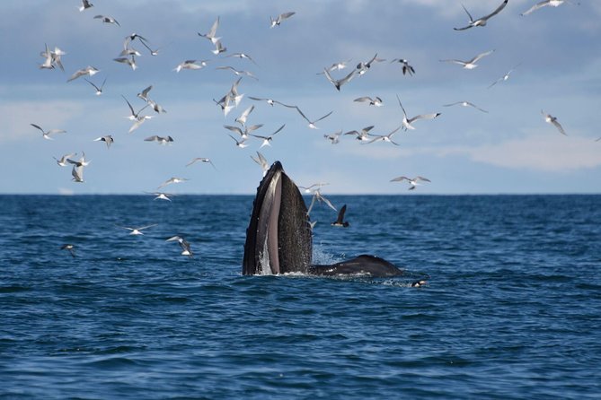 The Original Classic Whale Watching from Reykjavik - Watching from the deck without freezing