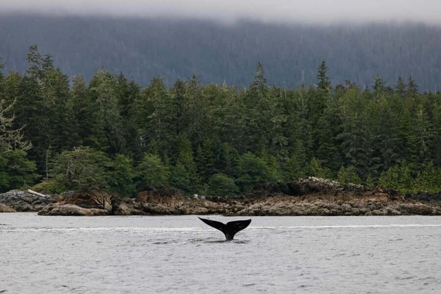 Tofino: Whale Watching Tour with Nature Guide - Key points to know before you go