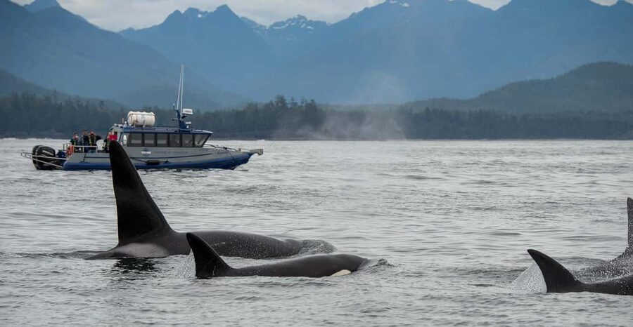 Tofino: Whale Watching Tour with Nature Guide - Setting out from Tofino’s Marine Adventure Centre