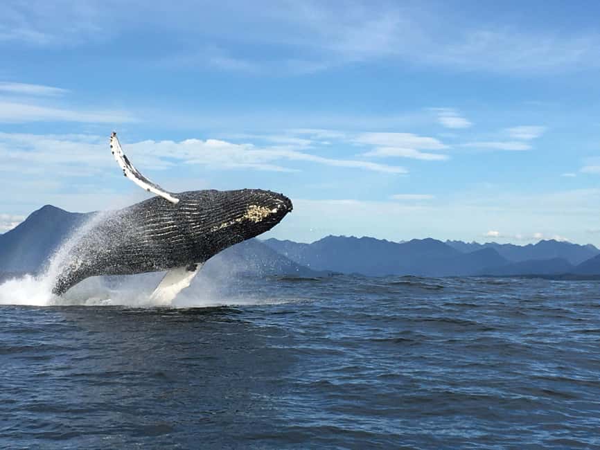 Tofino: Whale Watching Tour with Nature Guide - Crossing toward Flores, Vargas, and Long Beach
