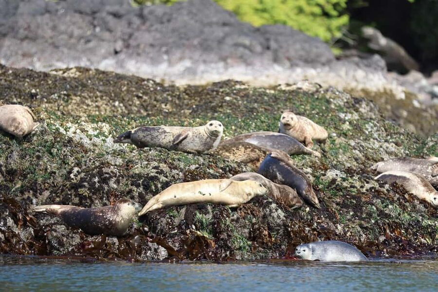 Tofino: Whale Watching Tour with Nature Guide - The guide’s role in Clayoquot Sound