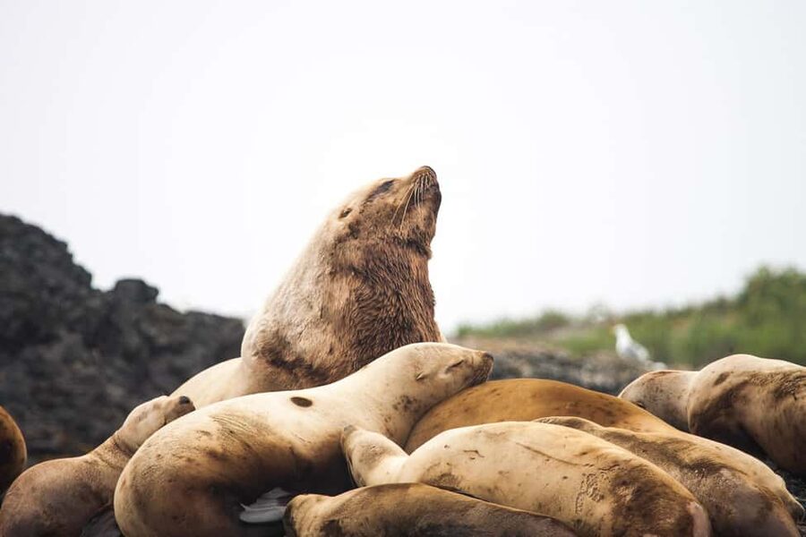 Tofino: Whale Watching Tour with Nature Guide - Who should book this Tofino whale tour?