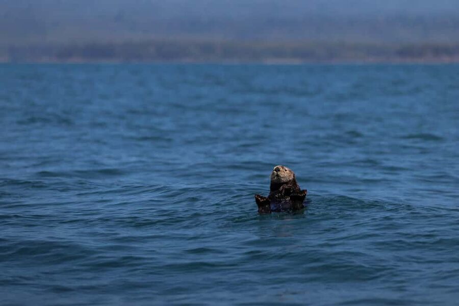 Tofino: Whale Watching Tour with Nature Guide - Should you book it?