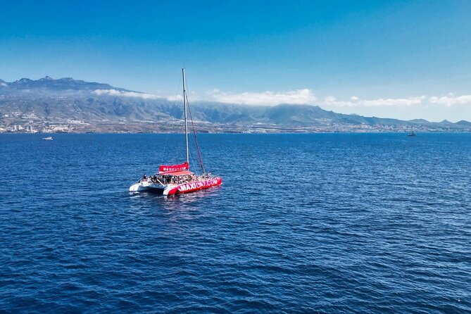 Tour with Whale and Dolphin Watching plus food included - Leaving Puerto Colón for Southern Tenerife