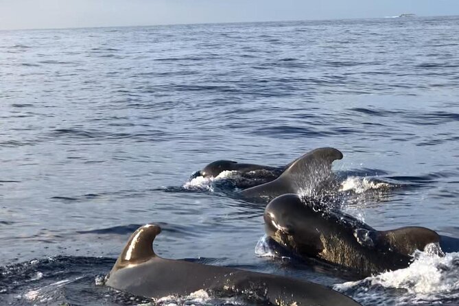 Tour with Whale and Dolphin Watching plus food included - Is $47.06 Good Value?