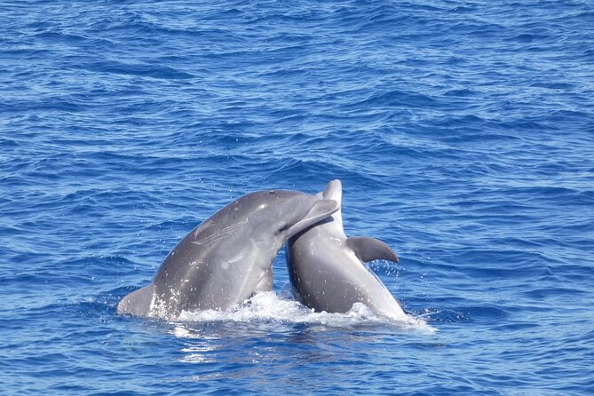 Tour with Whale and Dolphin Watching plus food included - Cancellation and Weather Details