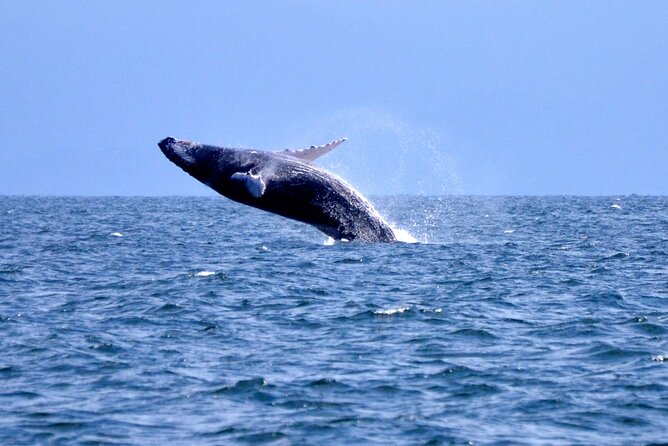 Tour with Whale Watching in Samaná, Beach and Waterfall - Key points to know before booking