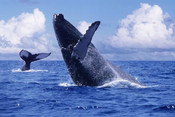Tour with Whale Watching in Samaná, Beach and Waterfall - Why Samaná Bay is the main event
