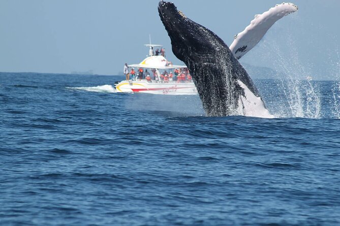 Tour with Whale Watching in Samaná, Beach and Waterfall - Lunch and the shift toward the peninsula